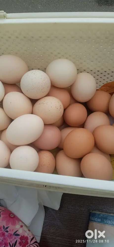 Timing 6.30 am to 9.30 am 3hr only