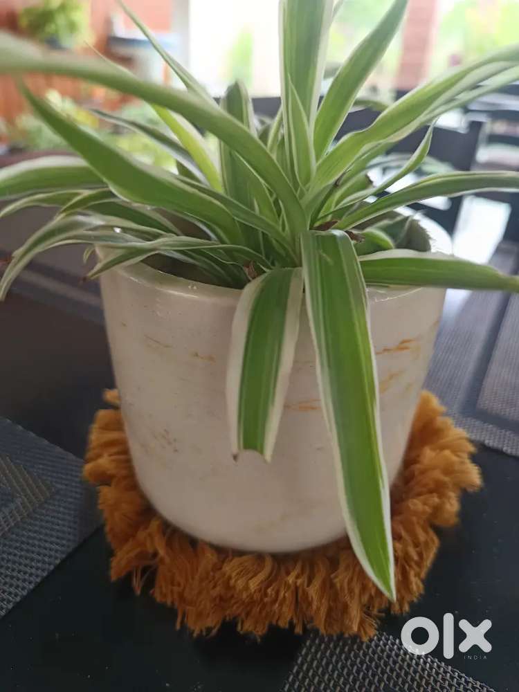 Two rooms tiles fitted with attached kitchen bathroom, no owner issue