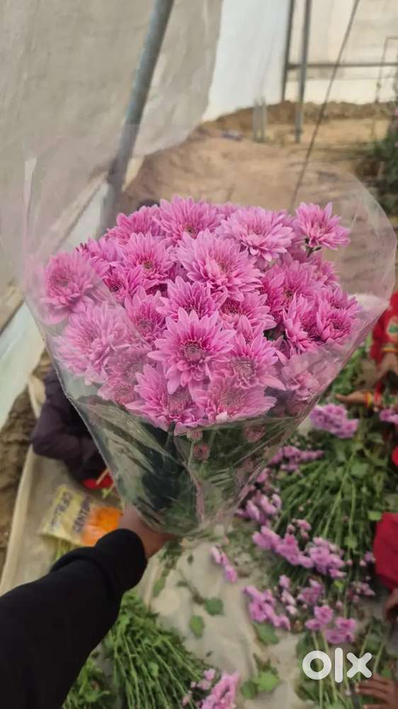 Only girl candidate Office assistant