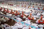 Poultry farm kisi ko chahiye to saste me de dunga