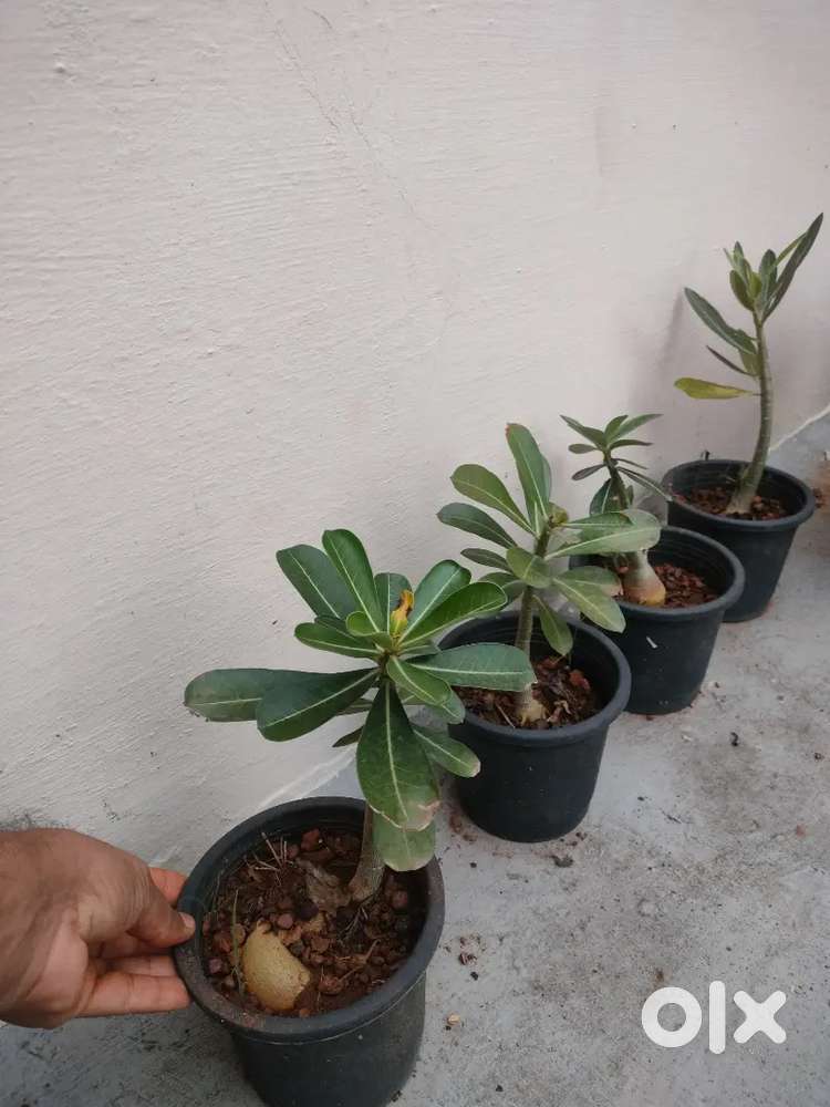 Garden plants