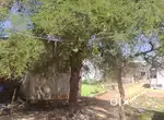 Plot For Immediate sale