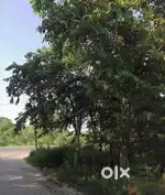 500gaj plot for sale in Ghuman nagar, patiala