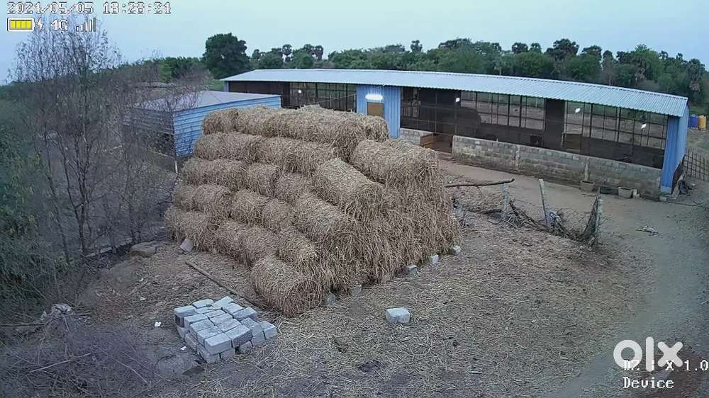 Near Thiruthani Murugan Temple farmland