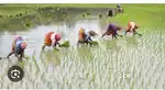 8 Bigha Khet nearest for river