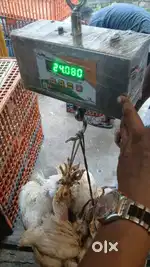 চিকেন কাটিং ম্যান (Chicken Cutting Man) প্রয়োজন।