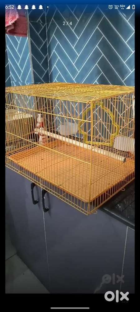 Bird Cage for Love Birds