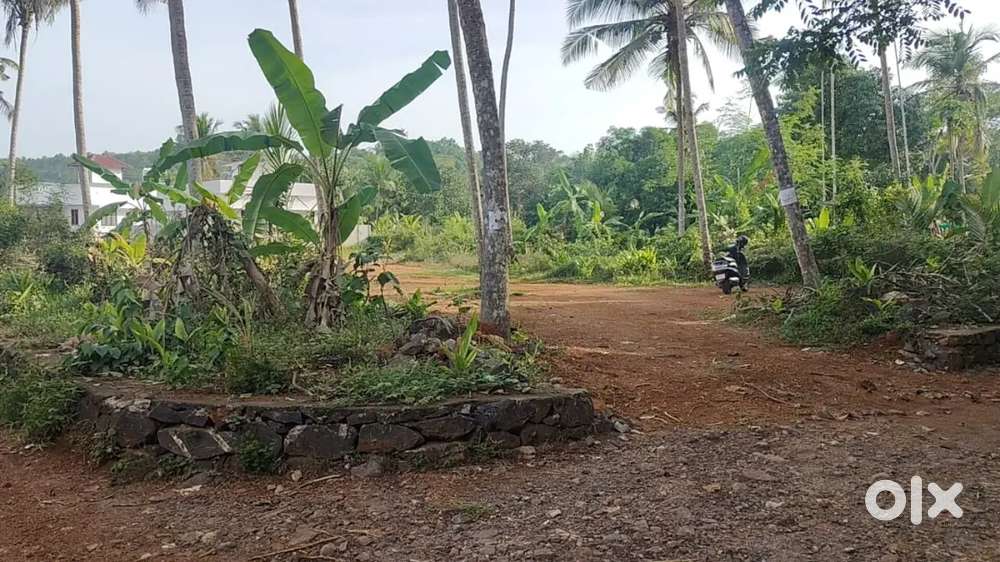 AMBALAPADU CHELANNUR 10 OR 7 CENT FOR SALE, DOCTOR NEIGHBORING