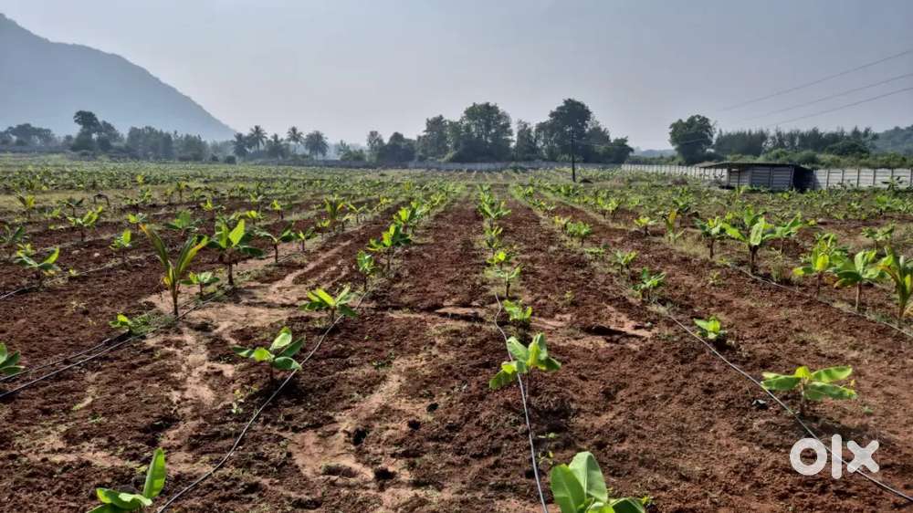 అతి తక్కువ పెట్టుబడి అధిక దిగుబడినిచ్చే అగర్ ఉడ్ ఫార్మ్ ల్యాండ్స్