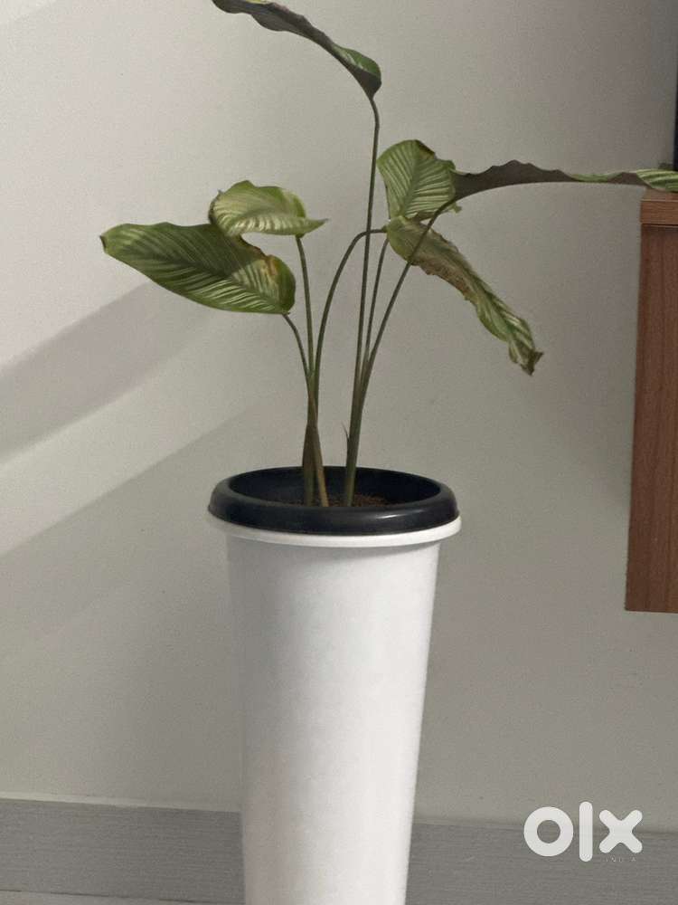 Wanted Accountant (freshers)