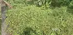 3048.92 Sqr Ft Plot Rent  3500 Rs