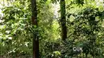 8.5 Acre low budget land for sale near pachalur, Kodaikanal