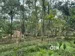 50 CENT LAND WITH HOUSE FOR SALE IN MEENANGADI