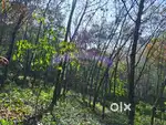 60 cent plot, 50x60 meter area, on Ramapuram-Kuninji road