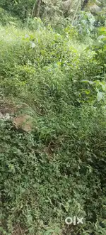 11.5 cent land per cent only 200000 rupees
