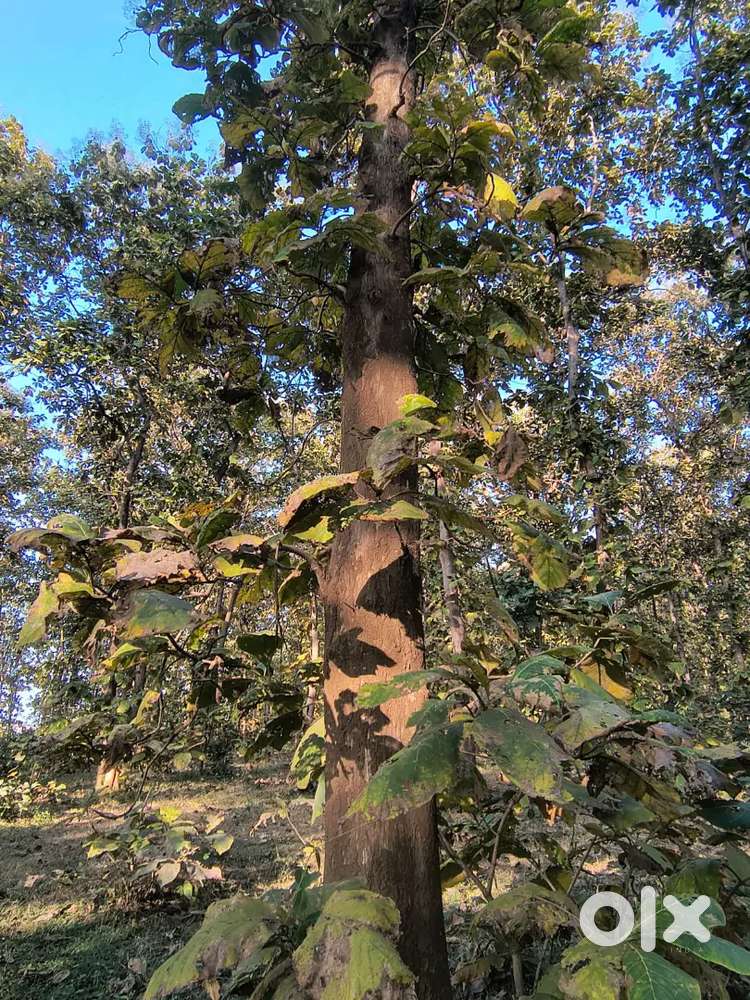 Rajegaon  se 3 kilometer per sath 142 acr jameen   sagwan 10000  90 cr