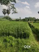 Tuda approval plots available