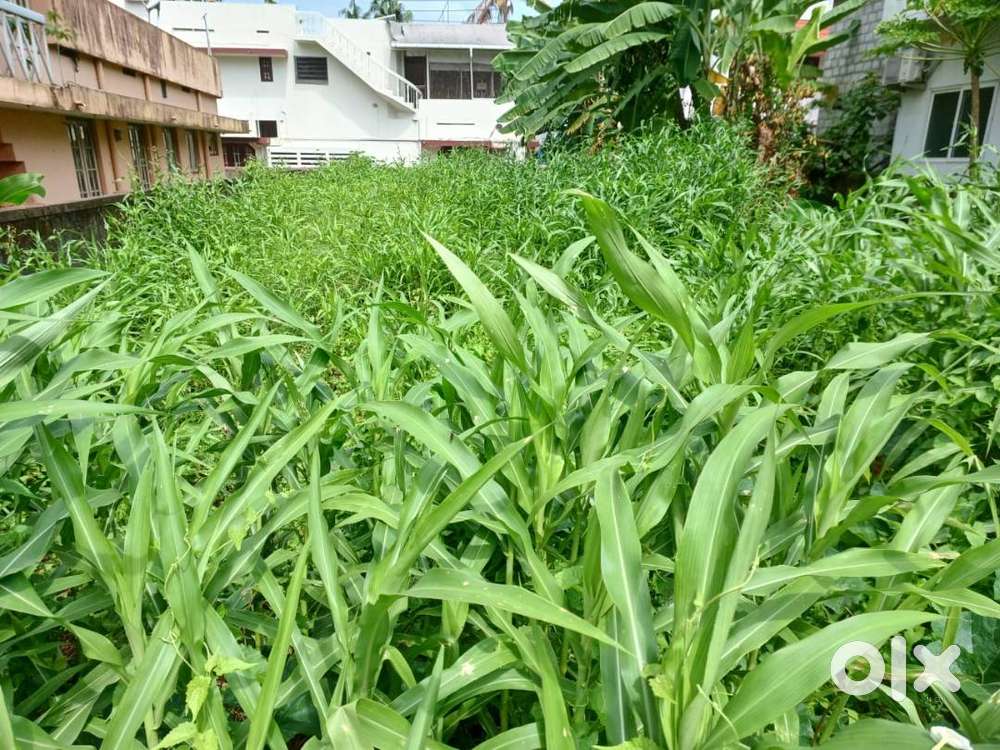 8cents of land in kumaranasan nagar, kadavanthra