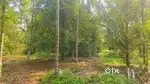 PATTIMATTOM VALAMBOOR PADDY FRONT 38 CENT NEAR KIZHAKKAMBALAM