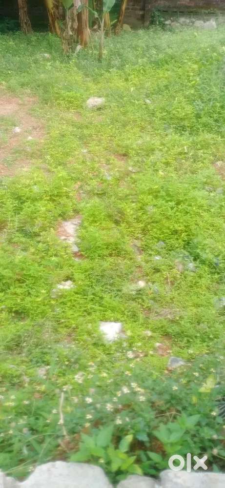 6 cent land near kudappanakkunnu
