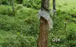 Kunnathukal thopuvila land for sale dealed with with owner ₹85000per