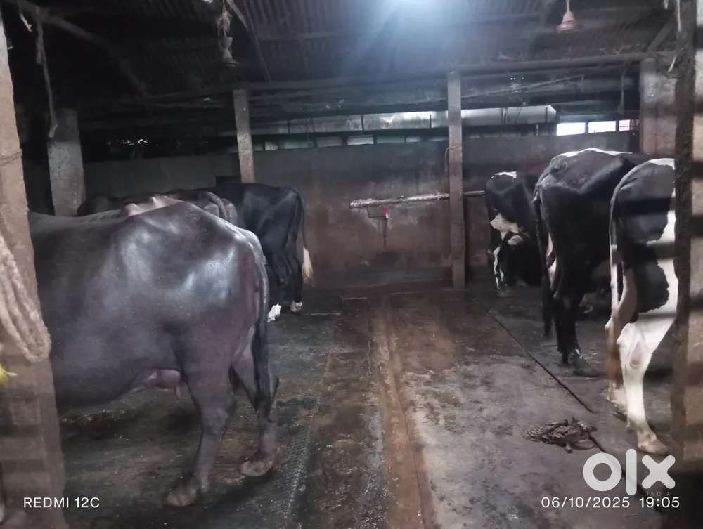 Milk Delivery Boy Needed for Dairy Farm – Siliguri