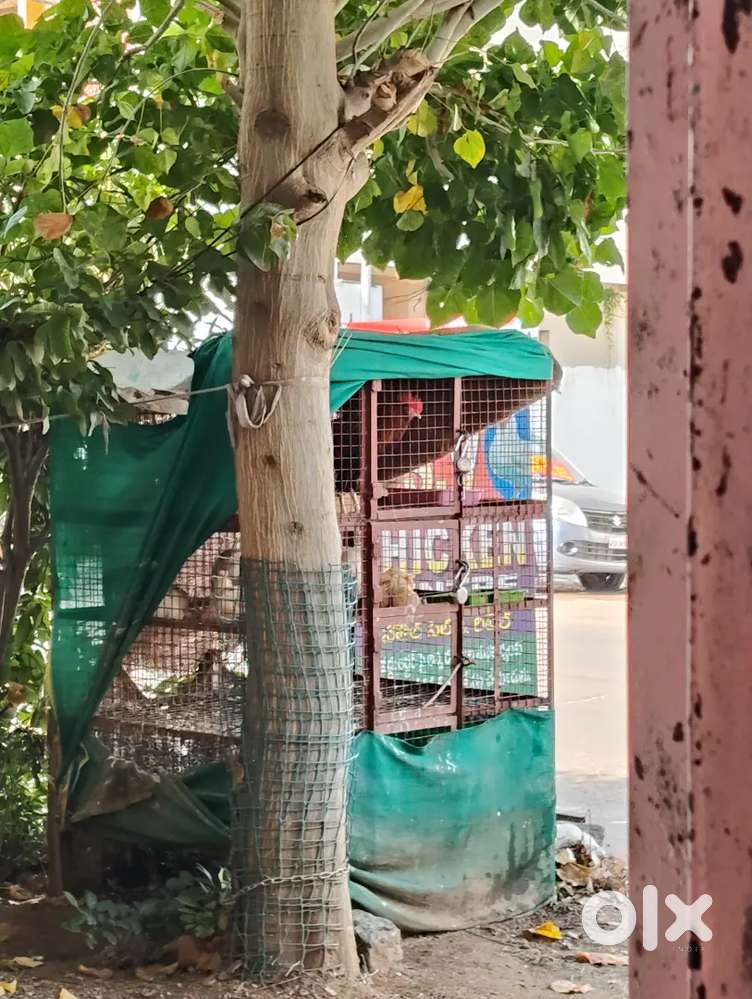 Work sale chicken & Bird. Eggs .veg (shop)