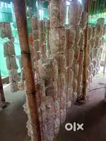 মাশরুম ঘরের কাজের জন্য কর্মঠ পুরুষ দরকার