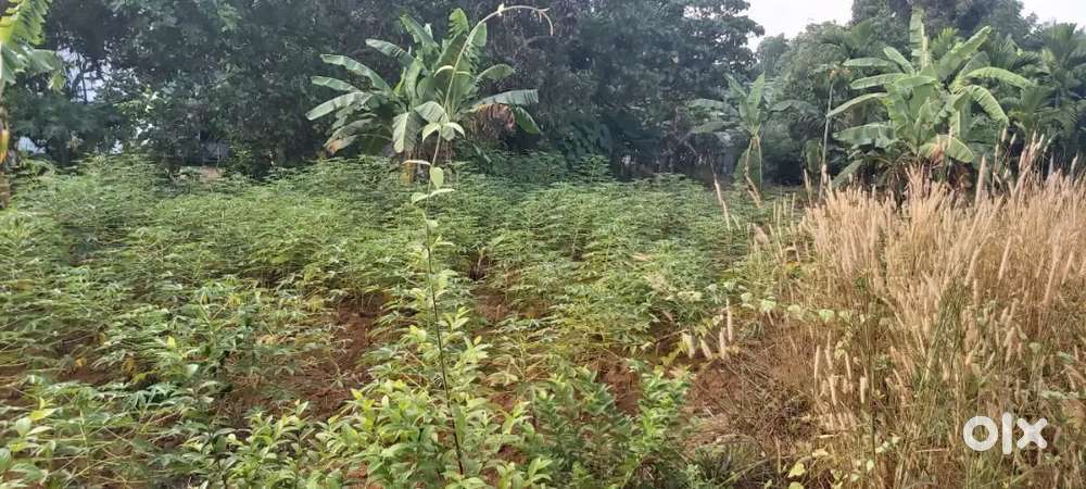 25 cent land for sale.