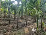 1.75Acre Agricultural Property for sale at Belman.