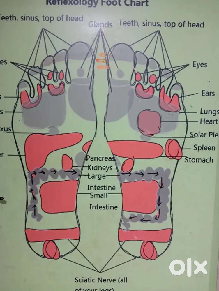 Female therapist & Management freshers