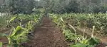 Farmland for sale in Makkuva
