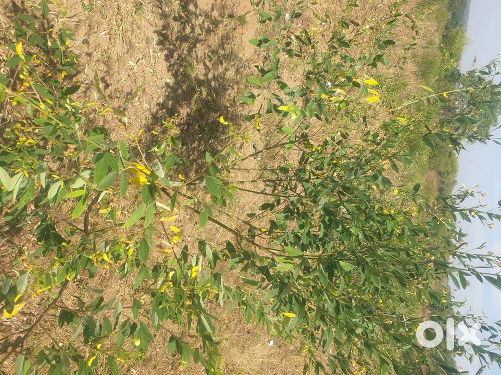 1 ఎక్రం 8 గుంటలు గంపా గుత్తా 11 లక్షల 50 వేలు ఫైనల్ ప్రైస్  ఛాన్స్ ప్ర