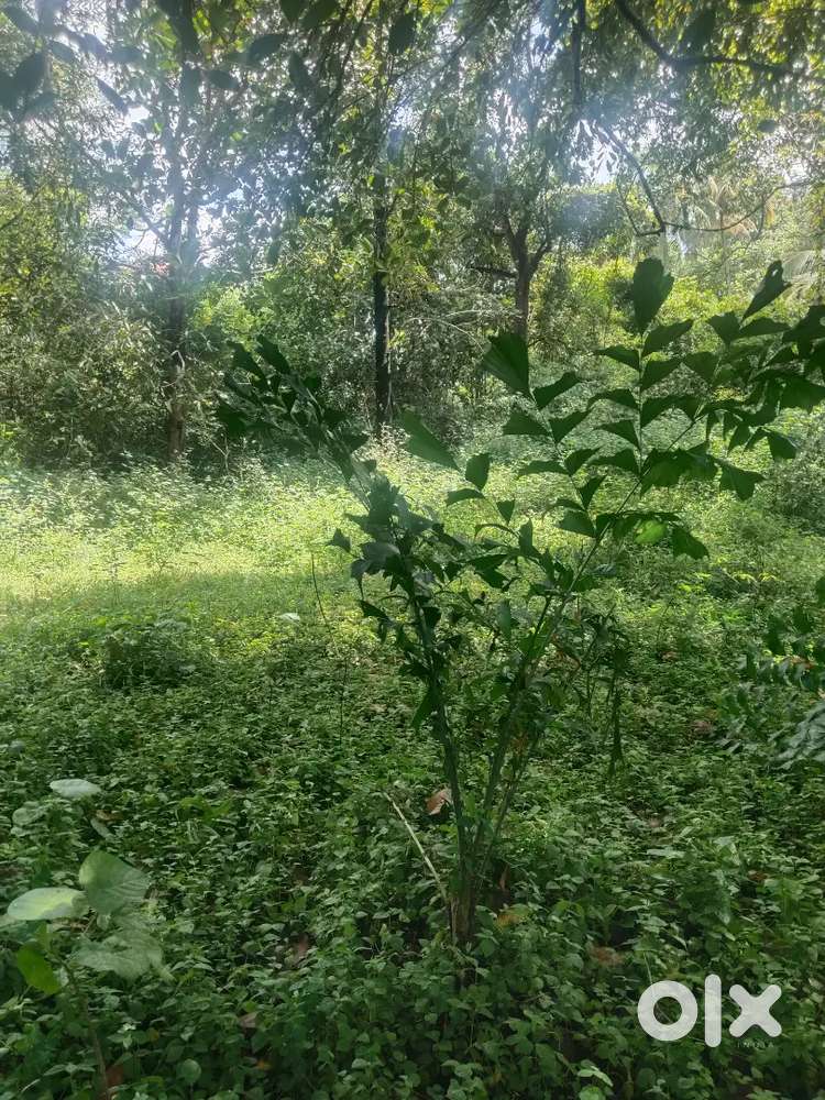 Thrissur jubilee mission hospital 16 cent commercial plot for sale