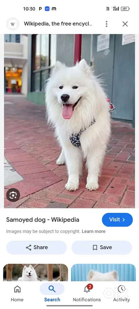 Pet clinic  female staff