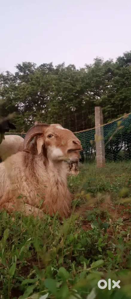 ஆடு மேய்தல் & பராமரிப்பு