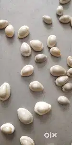 Selling shells - kodiya