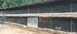 Poultry farm of 11000 birds