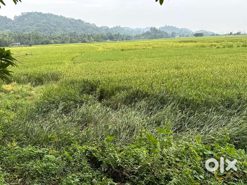 4bigha Tribal belt myadi patta land for sale