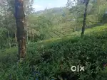 Vagamon Good View and Climate 50 Cent Land for sale