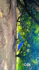 Mango farm