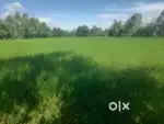 2 Bigha Agricultural Land sell in very Urgent