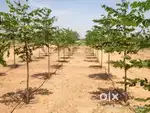 Agriculture lands for sale