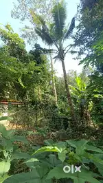 ആഞ്ഞിലി തടി