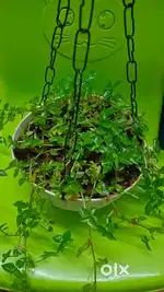 Beautiful green plant