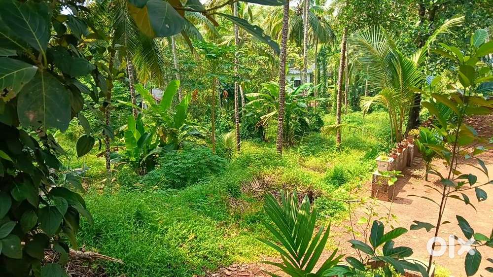 60 cent plot sale in ramanattukara