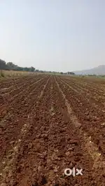 10 acres Agriculture land for lease(కౌలు)