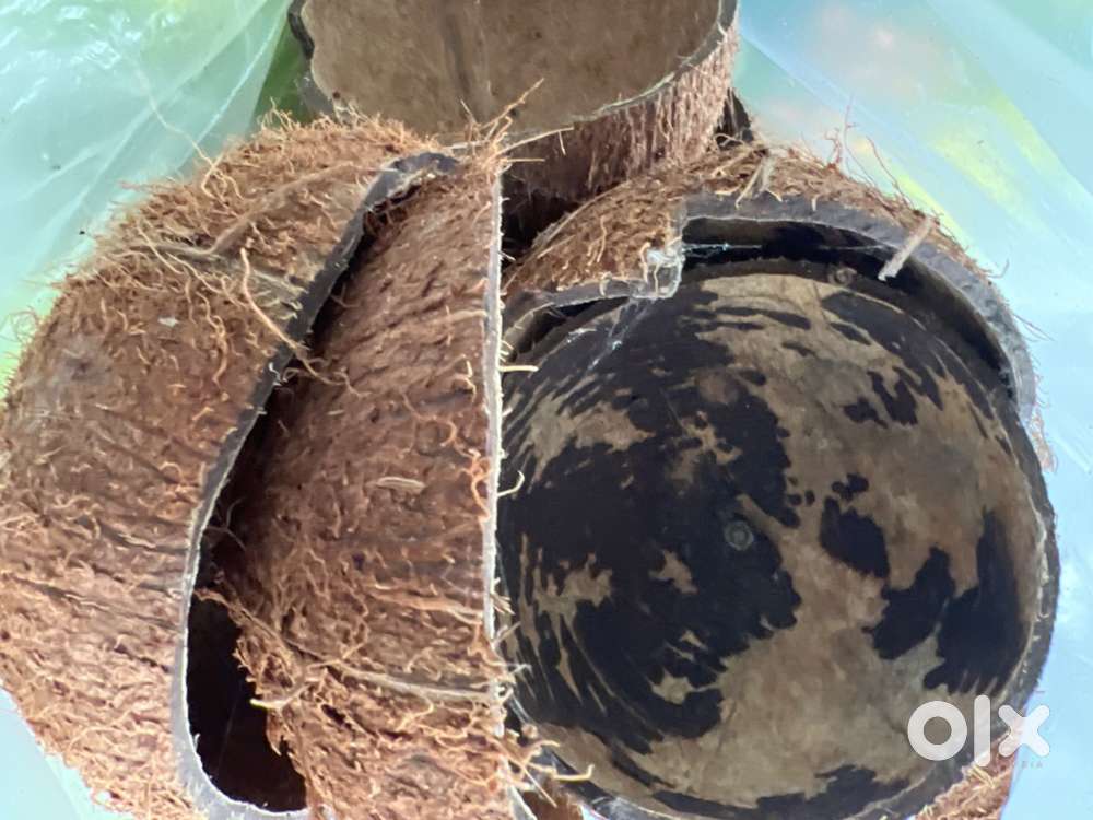 Coconut shell