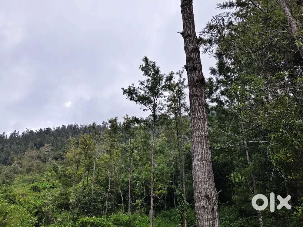 Yercaud 12 acer Farm land  sale