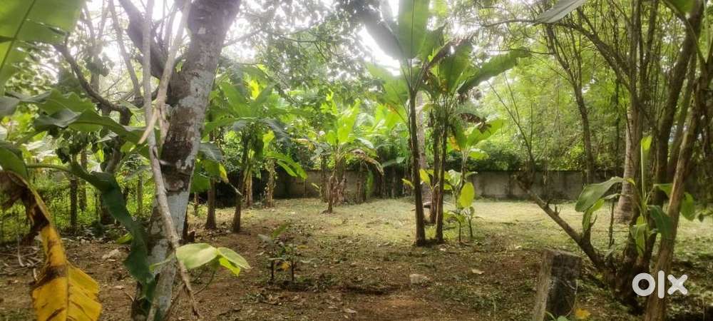 10cents land 60 meter away kottekad mundur road